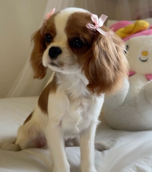 Karen Cavalier Puppies