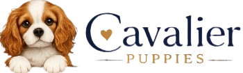 Cavalier Puppies