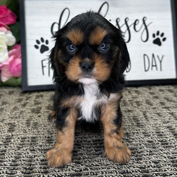 Loki, Cavalier King Charles Spaniel