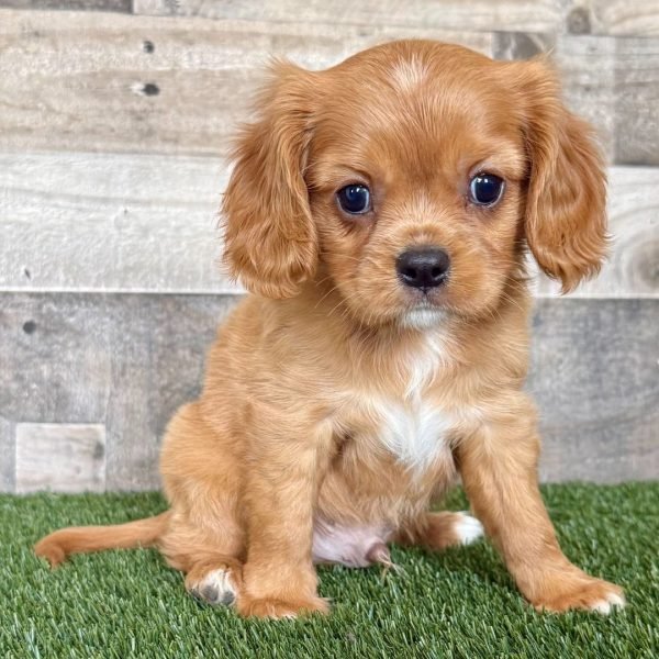 Austin, Cavalier King Charles Spaniel