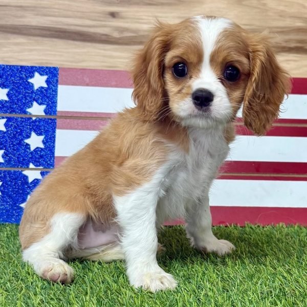 Addison, Cavalier King Charles Spaniel