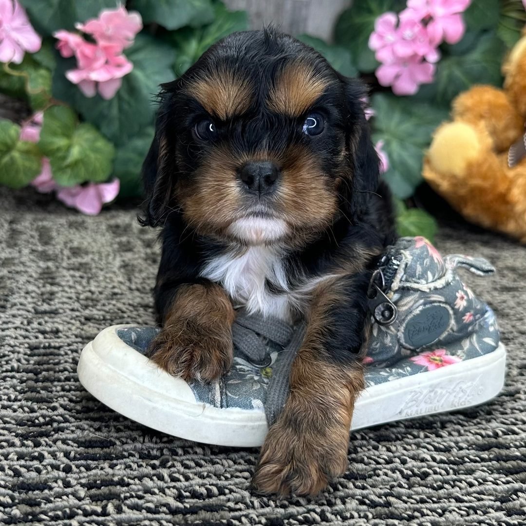Loki