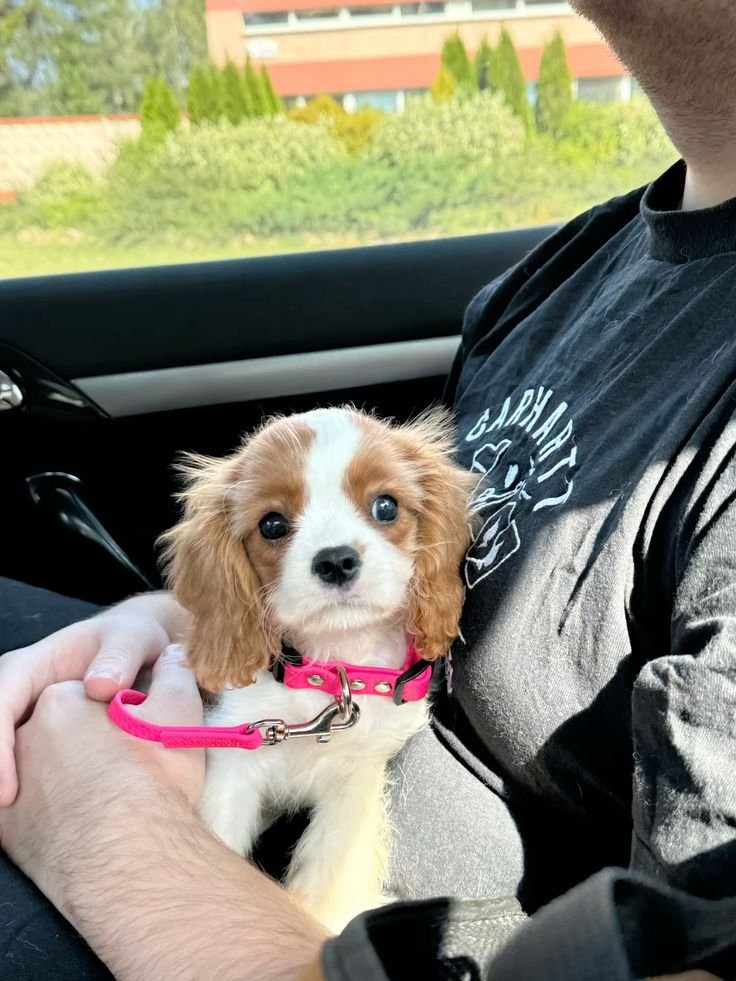 Michael Roberts's puppy