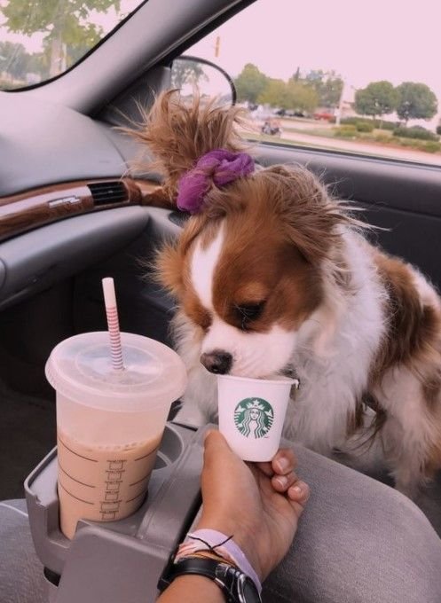 Aisha Johnson's puppy